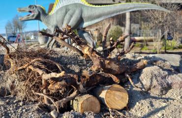 Die Dinos sind zurück